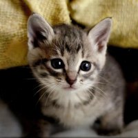 Tabby kitten