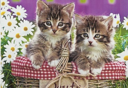 Tabby kittens in the easter basket - tabby, feline, flowers, basket, cute, kitten