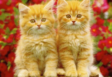 Fluffy kittens - fluffy, kitten, cute, paws, flower, twin