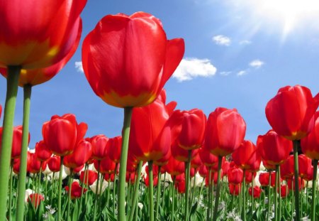 Tulips - flowers, cloud, sky, red