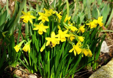 daffodils - daffodils, flowers, yellow, spring