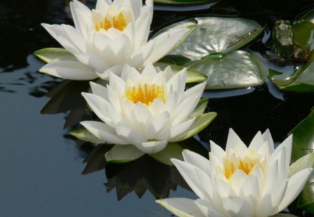 waterlily - white, lotus, pond, waterlily