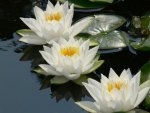 waterlily