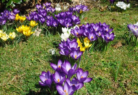 purple river - nature, crocus, river, flowers, spring