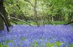 bluebells