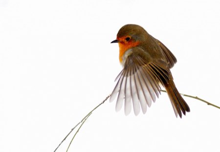 bird - orange, fly, cute, bird