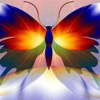 colorful butterfly