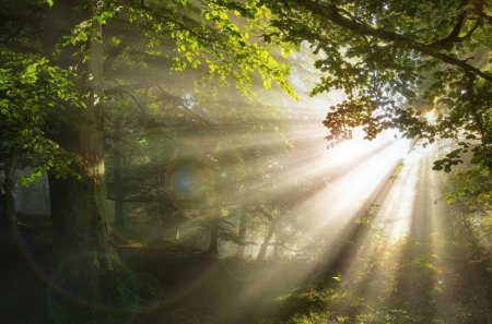 Bright Shiny Morning Woods - trees, tranquil, sunshine, spring, morning, forest, light, leaves, beams, rays, serenity, woods