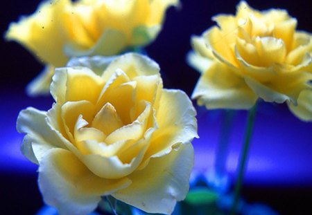 Blooming rose - Blooming rose, flowers, yellow roses, pretty blue background