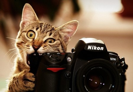 Camera Cat - fotograph, funny, kitty, looking