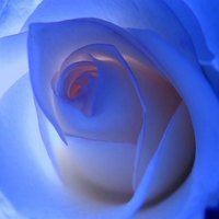 Blue Roses