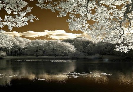 Beautiful Scenery - beautiful scenery, white and gray landscape, lake, sky, trees, night