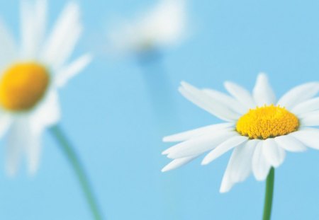 Daisies - white, flower, yellow, daisy