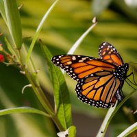 A monarch butterfly