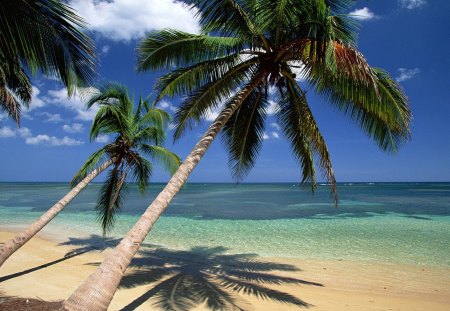 Untitled Wallpaper - palm trees, dominican republic, palm, palm tree