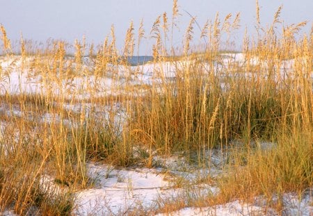 Untitled Wallpaper - florida, destin, dunes