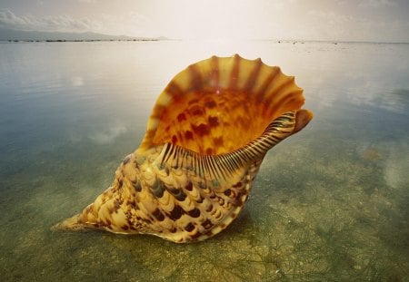 Untitled Wallpaper - giant triton shell, australia, triton shell