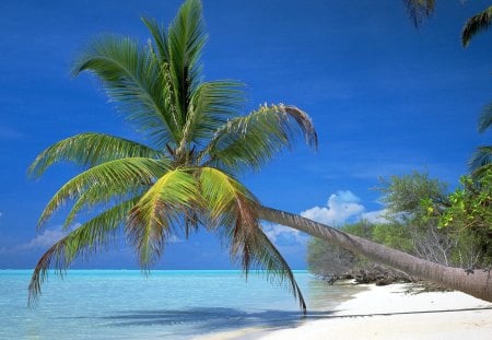 Untitled Wallpaper - palm trees, beaches, beach, nature, tropical beach and palm