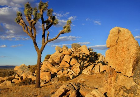 joshua tree mojave desert littlerock california - nature, deserts