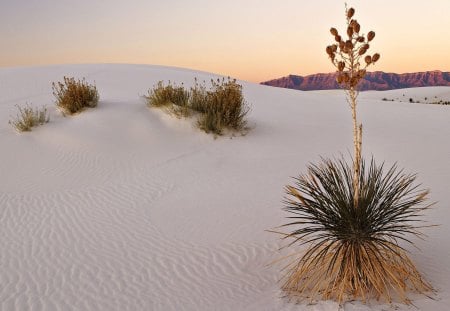 Untitled Wallpaper - nature, deserts