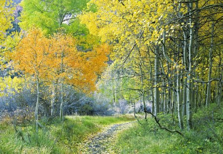 Untitled Wallpaper - forest, nature, california