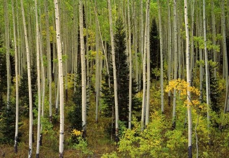 Untitled Wallpaper - nature, colorado, forest