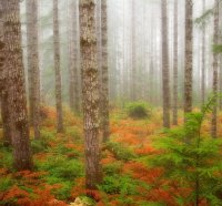 Olympic National Forest - Washington