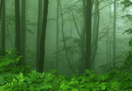 Foggy Morning Along Skyline Drive Shenandoah National Park Virginia - trees, foggy-morning-along-skyline-drive-shenandoah-national-park-virgi, d, nature, forest, green, fog, mysterious, mornings, misty