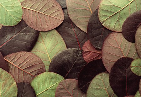 Untitled Wallpaper - leaves