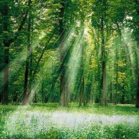 Forest Sun Rays