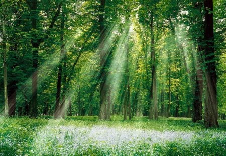 Forest Sun Rays - forest, rays, trees, nature, sun rays