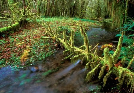 Untitled Wallpaper - olympic national park, washington, forest, nature