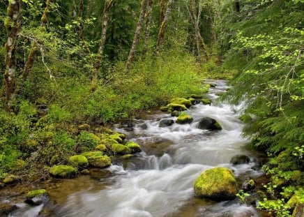 Untitled Wallpaper - river, forest, nature