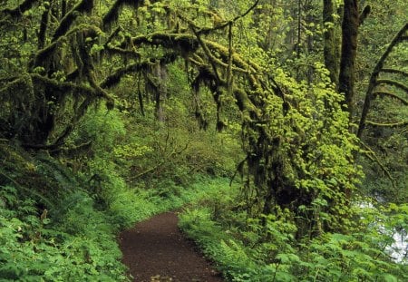 Untitled Wallpaper - nature, oregon, forest