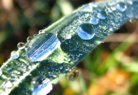 Untitled Wallpaper - rain drop on grass