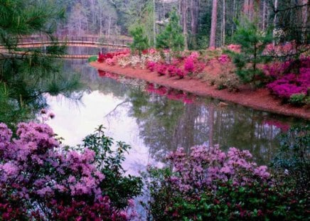 flowers show - flowers, river