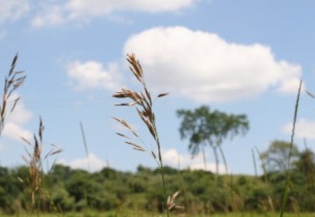 Notice Me  - summer, tree, grass, blue