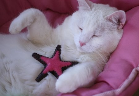 Innocent - chair, star, cat, pink