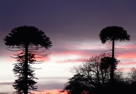 araucaria o pehuen  - nature, landscape