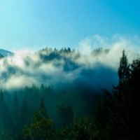 Coastal Fog Hugs the Redwoods   Redwood National Park