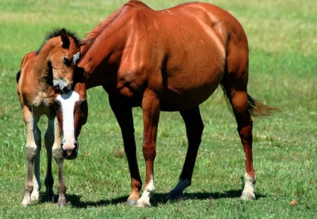 Mammy...Lets Play!! - love, horses, colt, animals, mare, foal