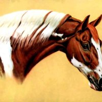 American Indian Horse