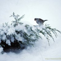 Lone Bird In Snow