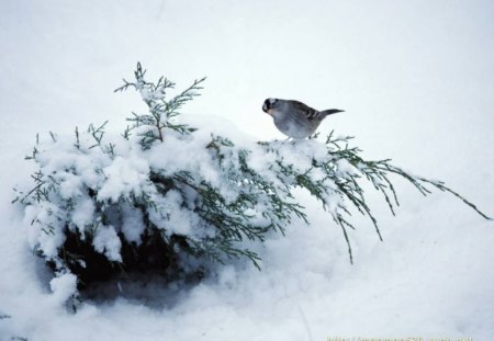 Lone Bird In Snow - tree branch, winter, bird, snow