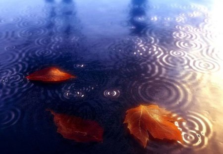 Floating Autumn Leaves - water, autumn leaves, raindrops