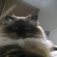 My New Himalayan Kitty "Bailey"