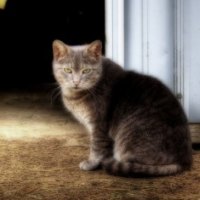 barn cat