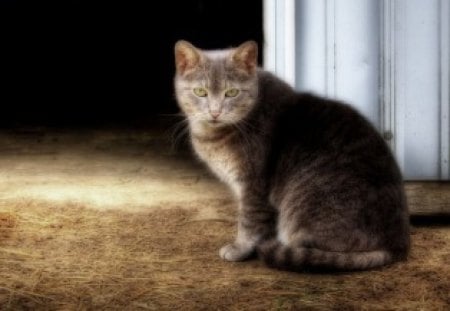 barn cat - cat, barn