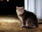 barn cat