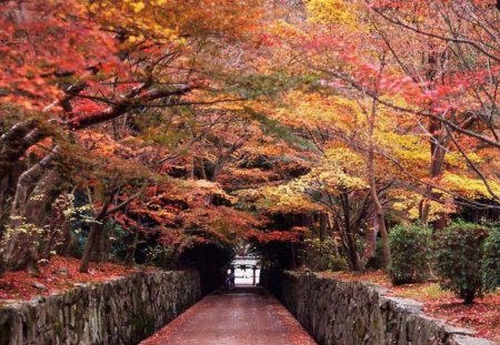 Autumn Delights - trees, autumn trees, bridge